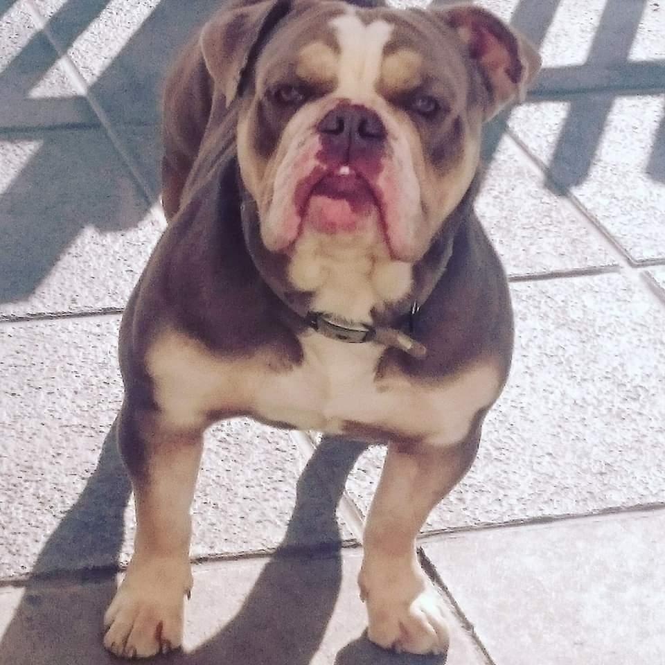 Caversham Bulldogs King Ralph | Olde English Bulldogge 