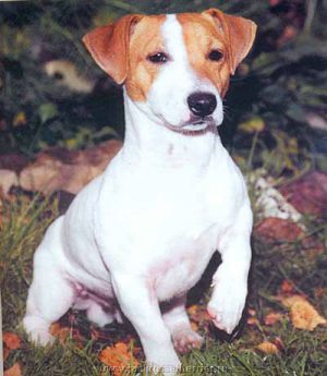 Koktel Danilo | Jack Russell Terrier 