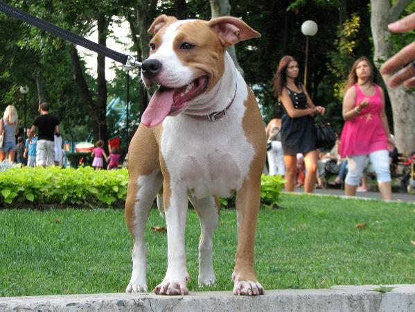 L Arizona of Angel's staff | American Staffordshire Terrier 