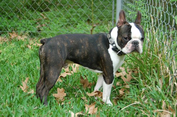 Oui's Royal Majesty Prince Charming | Boston Terrier 