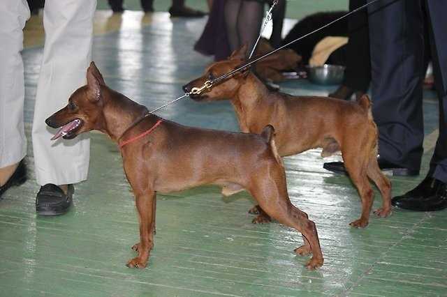 Imperiya Osmana Tantsuyushchy s Volkami | Miniature Pinscher 