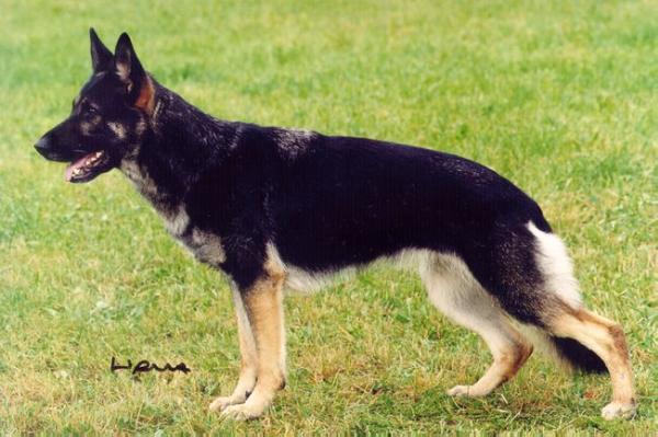 Quaste von Ankenrütt | German Shepherd Dog 