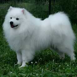 Nuuktok Fissanana Born Too Win | American Eskimo Dog 