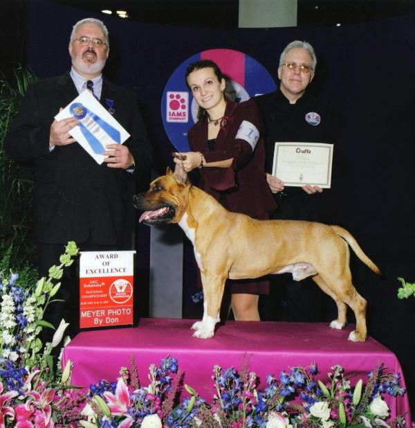 Hurricanes Unleash the Dragon | American Staffordshire Terrier 