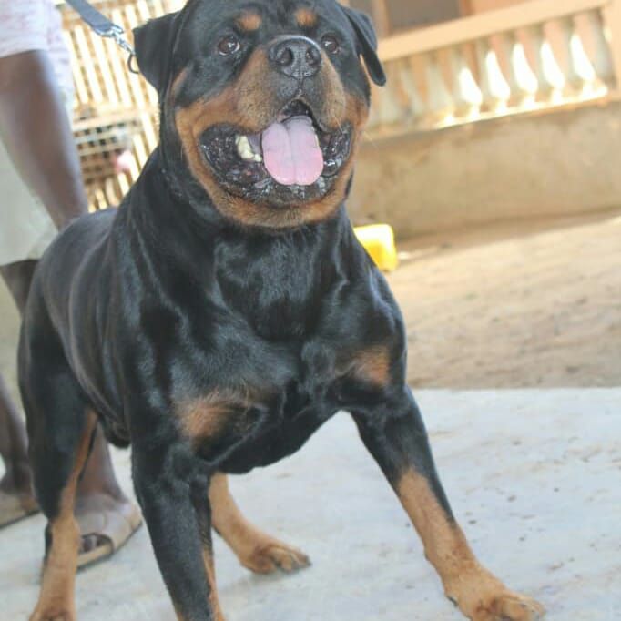 HECTOR RITTER VON CAMELOT | Rottweiler 