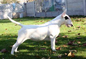 Nobody Is Perfect At Critical Point | Bull Terrier 