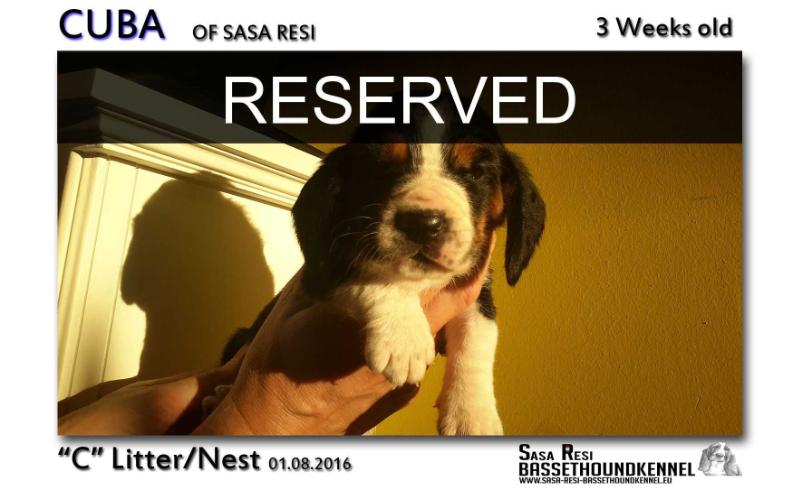 Cuba of sasa Resi | Basset Hound 