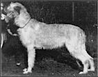Karla from the Good Heath | Irish Wolfhound 