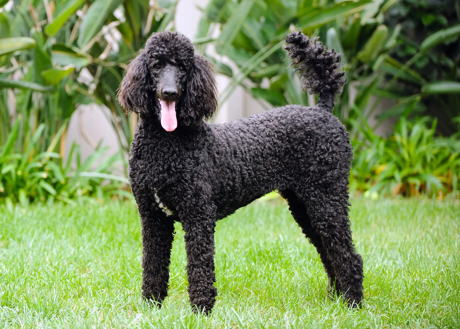 Poodle (Standard)
