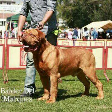 BALDER DEL MARQUEZ | Dogue de Bordeaux 