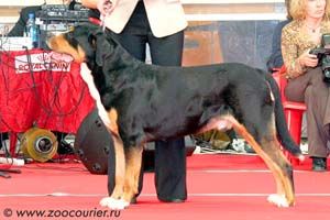 Sennenhund Rossii Zhrets Gran Vencedor | Greater Swiss Mountain Dog 