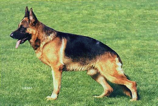 Visum von Arminius | German Shepherd Dog 