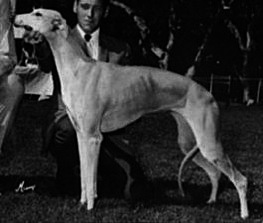 Seamair Wild Honey | Greyhound 