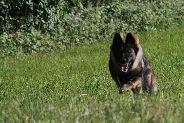 Frieda vom Großen Ex | German Shepherd Dog 
