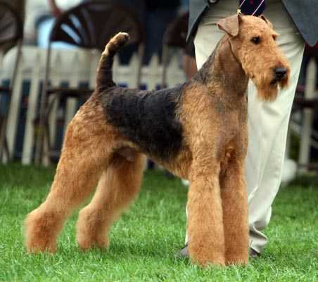 Joval It's My Time | Airedale Terrier 