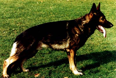 Aik von den Wittelsbachern | German Shepherd Dog 