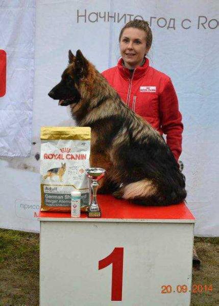 Dakota iz Belogo Yara | German Shepherd Dog 