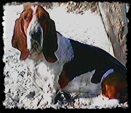 Romulus | Basset Hound 