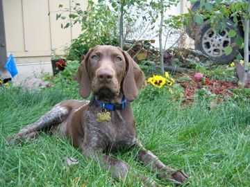 HandZ Dash'N Sedgewick | German Shorthaired Pointer 