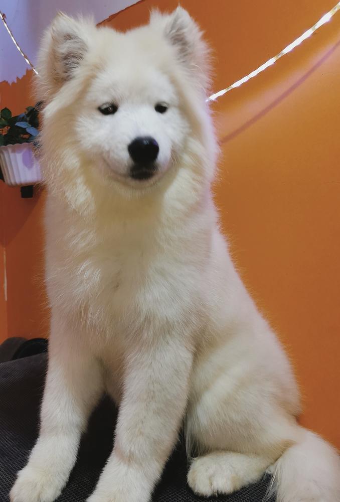 Mona Surprise of White Siberiansuny | Samoyed 