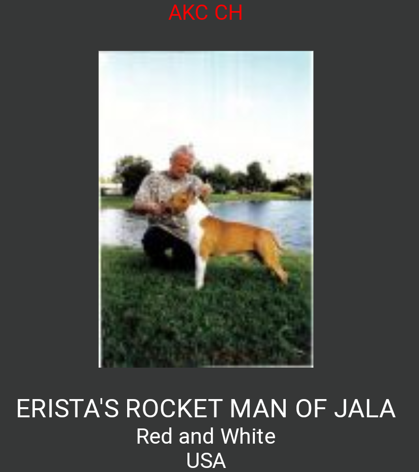 Eristas Rocket Brandy O'fraja | American Pit Bull Terrier 