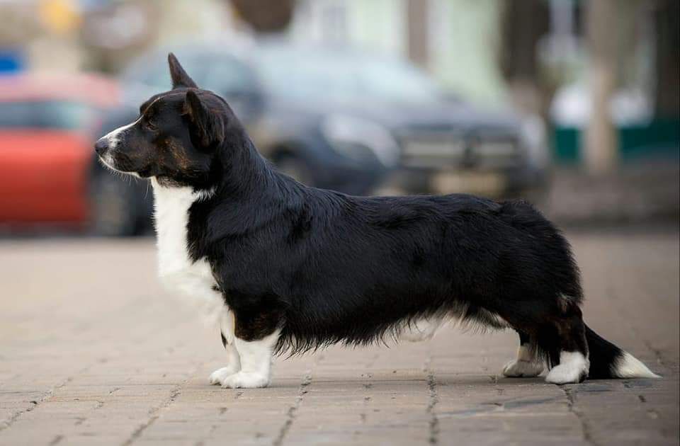 Fest Meridian Ametist | Cardigan Welsh Corgi 