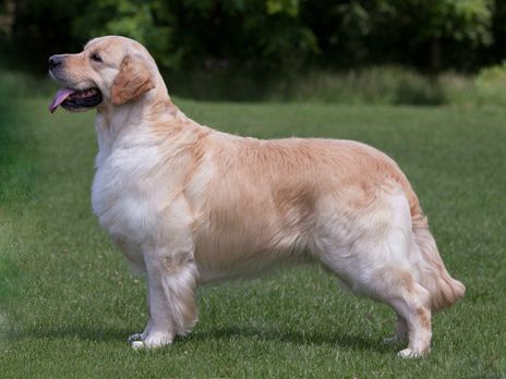 Bonett Bride Double Decker | Golden Retriever 