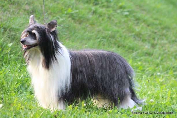 Zhen's Ain't Misbehavin' | Chinese Crested 