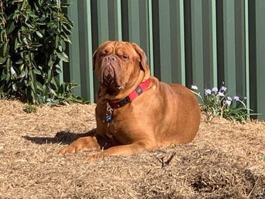 Rosamour The Great Houdini | Dogue de Bordeaux 