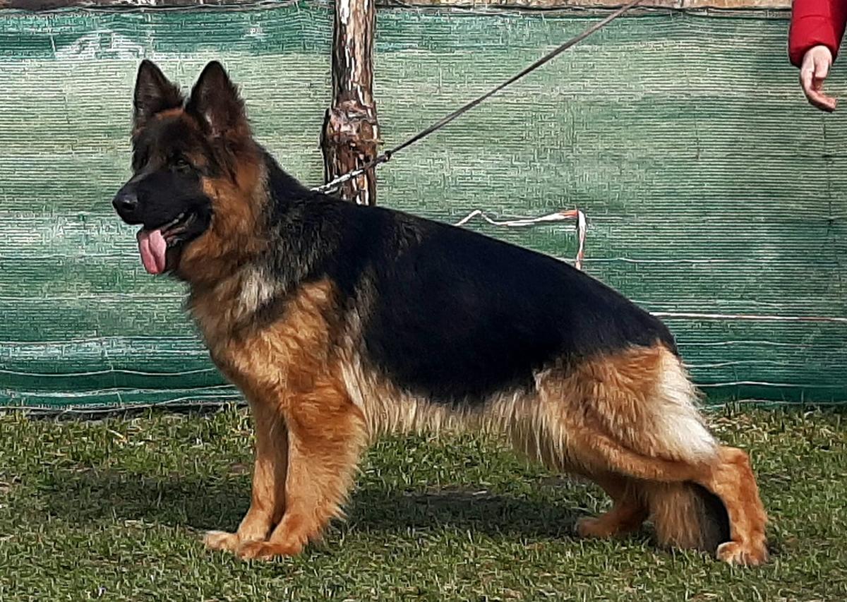 Lully von der Freiheit Westerholt | German Shepherd Dog 