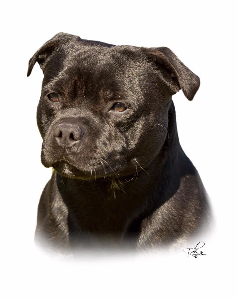 Bustabones Try Whistling This | Staffordshire Bull Terrier 