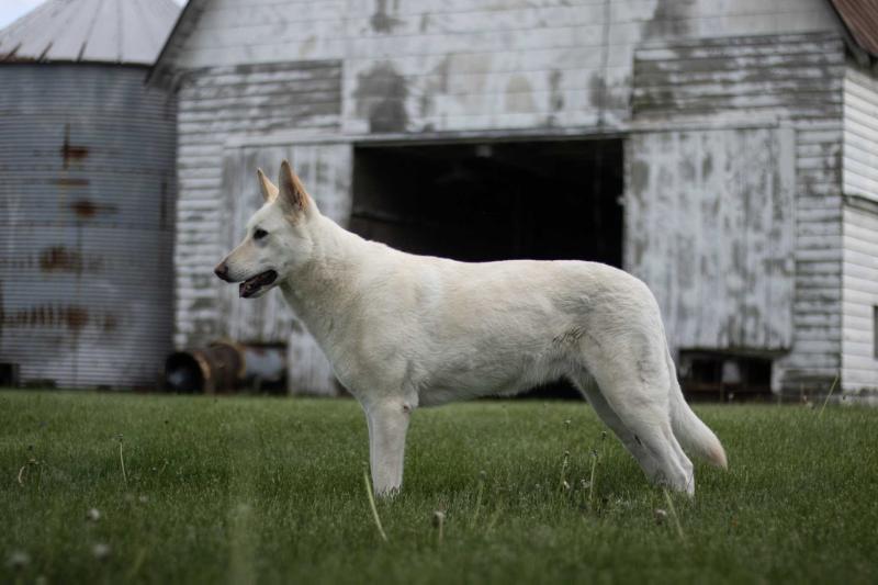 Athena the Winter Princess | White Swiss Shepherd Dog 