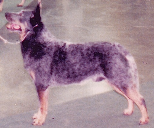 Bryn Mawr's Rough N Rowdy | Australian Cattle Dog 