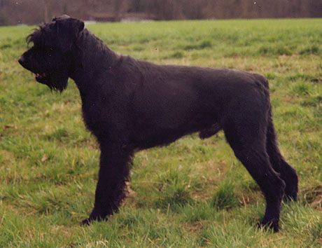 Falko von Elberfeld | Giant Schnauzer 