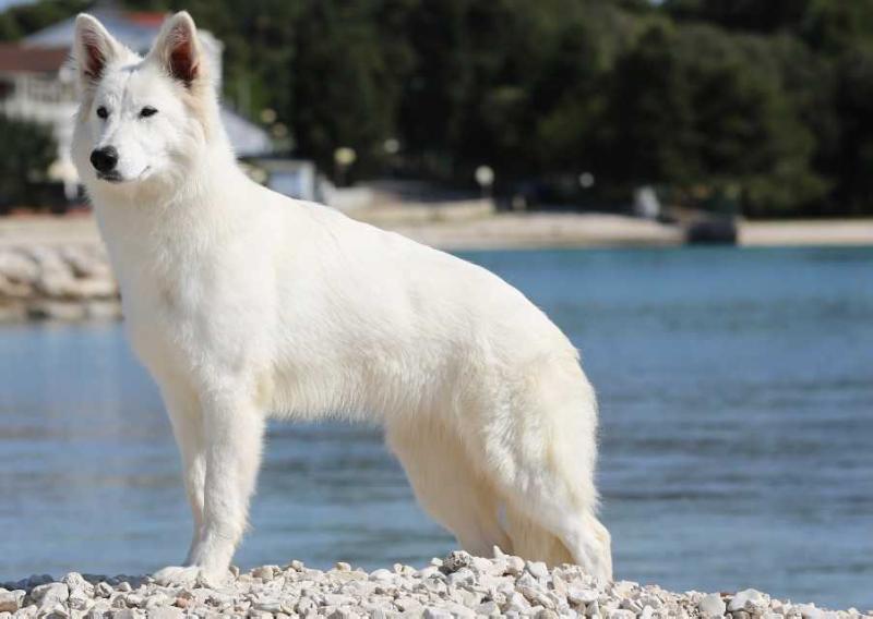 Massey Star AKBO Parchovany | White Swiss Shepherd Dog 