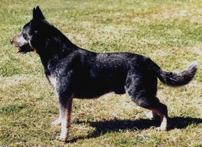 Turrella Blue Arrow | Australian Cattle Dog 