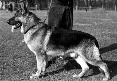 Gelmo von der Neuzenlache | German Shepherd Dog 