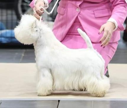 Wonder Why Sunshine Celebration | West Highland White Terrier 