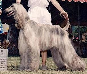 Kasban Twisted Rhythm | Afghan Hound 