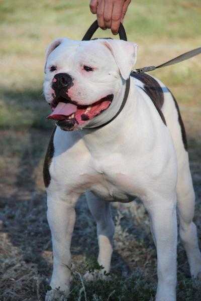 ZENA QUEEN OF WARRIORS' | American Bulldog 