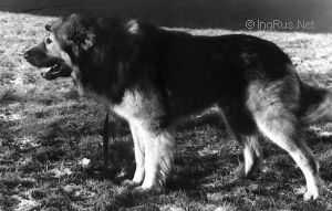 ZURHAN (LOGINOV) | Caucasian Mountain Dog 