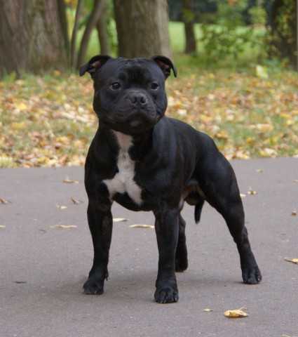 TILLCARR TILLERMAN | Staffordshire Bull Terrier 