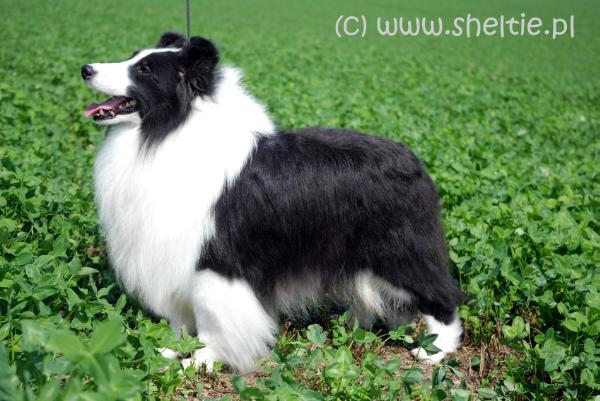 Odyssey PICASSO (USA) at Excellens Vivarium | Shetland Sheepdog 