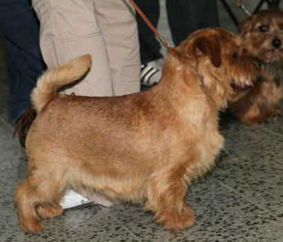 Tweedledee Teddy AS KEVIN | Norfolk Terrier 