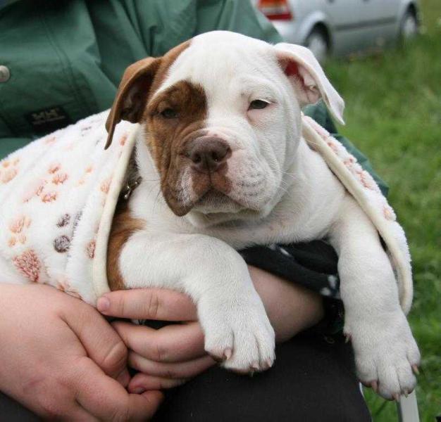 Catobulls Maximus | Olde English Bulldogge 