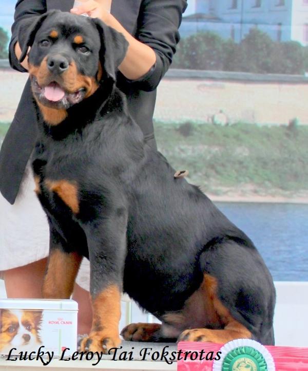Lucky leroy tai fokstrotas | Rottweiler 