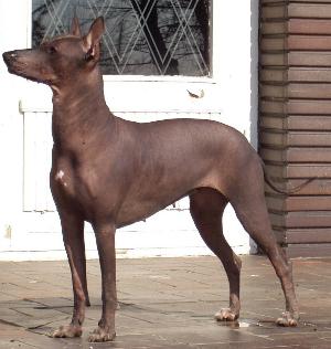 Classic Joy Carmen | Xoloitzcuintli 