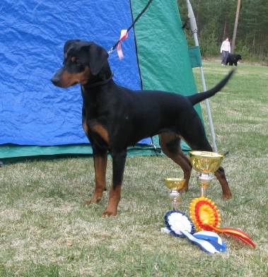 Rivendells CINIMINI | German Pinscher 