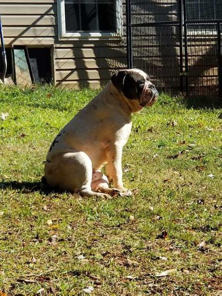 Redclay's BlueFace | Olde English Bulldogge 