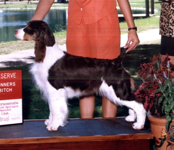 Dignity's Instant Kharma | English Springer Spaniel 